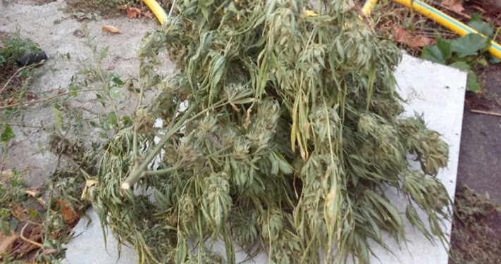 Снова Вознесенск, снова конопля: полиция изъяла около 100 кустов наркотического растения и готовый к употреблению каннабис (ФОТО)