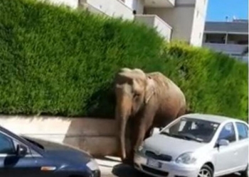 Не только у нас слоны из цирков сбегают: в итальянском городе слон совершил променад (ВИДЕО)