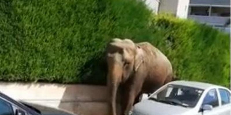 Не только у нас слоны из цирков сбегают: в итальянском городе слон совершил променад (ВИДЕО)