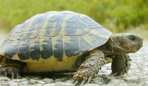 Под Харьковом создадут «черепашью ферму»