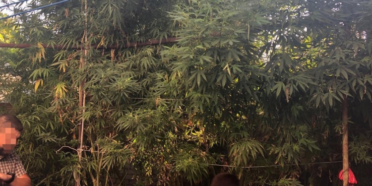 Николаевец в своем дворе вырастил красивую коноплю – изъято 70 кустов