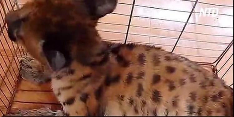 В Перу детеныша пумы вырвали из лап контрабандистов (ВИДЕО)