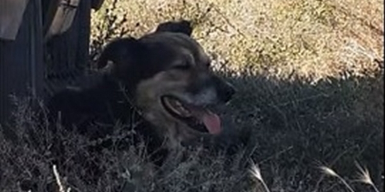 «Спасти рядового Собакена»: на вчерашнем пожаре в дачном поселке под Николаевом патрульный спас пса, которому грозила гибель в огне (ВИДЕО)