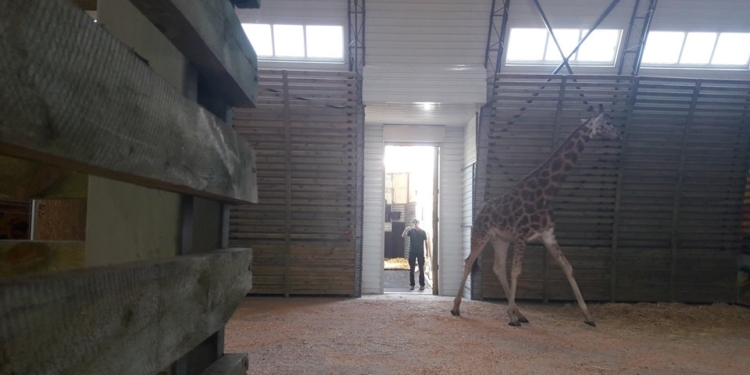 В Николаевский зоопарк приехал второй жираф – Логан (ФОТО, ВИДЕО, ОБНОВЛЕНО)