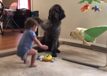 Команда «Сидеть!» отработана. Вот только не тем, кому давалась (ВИДЕО)