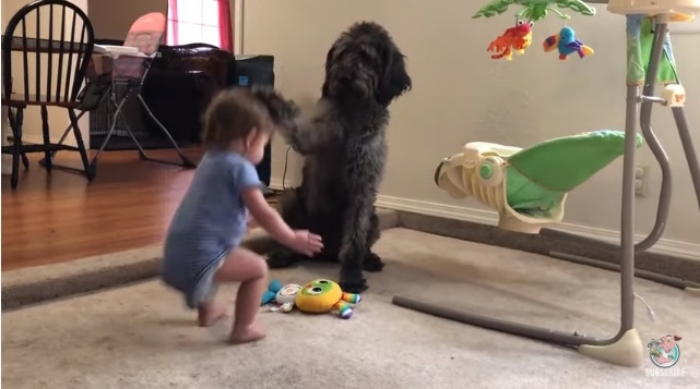 Команда «Сидеть!» отработана. Вот только не тем, кому давалась (ВИДЕО)