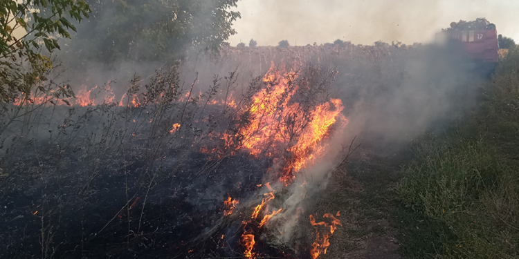 Снова горела хвойная подстилка в лесу под Николаевом и сухая трава в 14 районах и населенных пунктах (ФОТО)