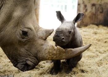 Очень милый и совсем беззащитный: в Британии показали новорожденного носорога (ФОТО)