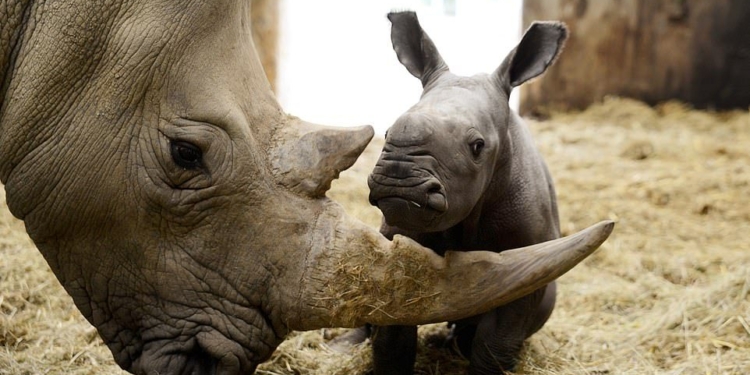 Очень милый и совсем беззащитный: в Британии показали новорожденного носорога (ФОТО)