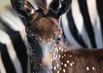 В Кении сфотографировали новорожденную зебру… в горошек (ФОТО)