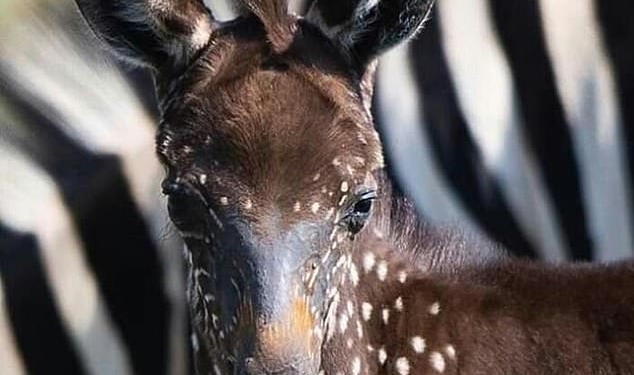 В Кении сфотографировали новорожденную зебру… в горошек (ФОТО)