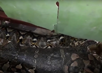 Несварение: питон “выплюнул” живого 1,2-метрового варана (ВИДЕО)