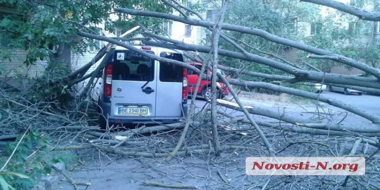 В Николаеве огромное дерево упало на машину (ФОТО)