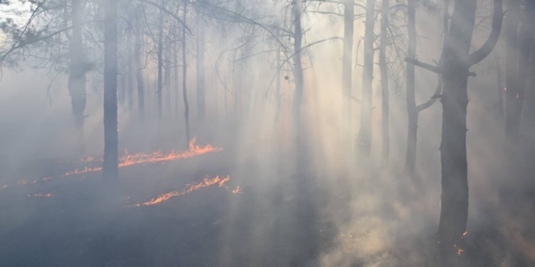Пожарные Николаева, ООО «МСП Ника-Тера», СК «ОЛьвия» и работники лесхоза сообща потушили пожар на территории Балабановского лесного урочища (ФОТО, ВИДЕО)