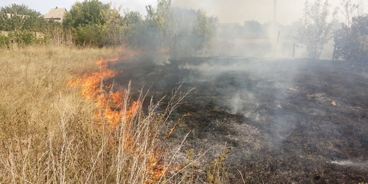 Снова горела хвойная подстилка в лесу под Николаевом и сухая трава в 14 районах и населенных пунктах (ФОТО)