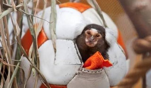 Николаевский зоопарк попросил спортсменов поделиться старыми кожаными мячами – хочет внести активность в жизнь животных