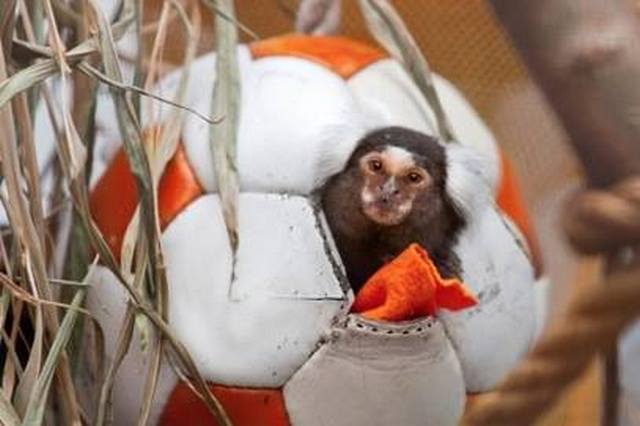 Николаевский зоопарк попросил спортсменов поделиться старыми кожаными мячами – хочет внести активность в жизнь животных 1
