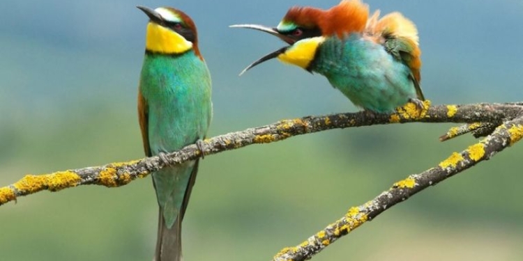 Comedy Wildlife Photography Awards-2019: самые смешные фото диких животных (ФОТО)