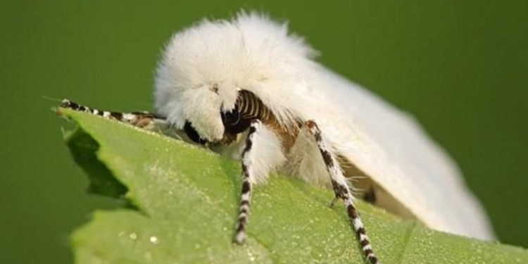 На Николаевщине введен карантин из-за американской белой бабочки