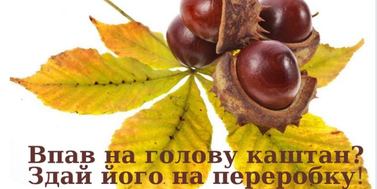 И у нас бы собирали. В Киеве принимают каштаны – как лекарственное сырье