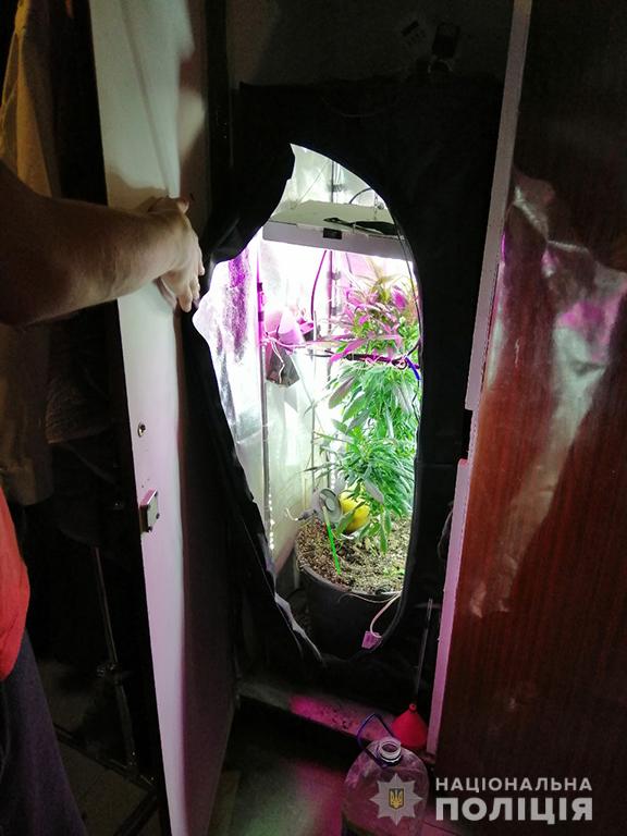 Житель Николаевской области выращивал коноплю в шкафу 1