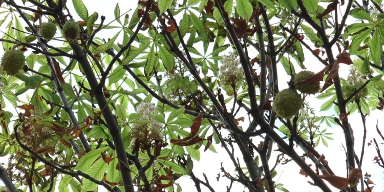 В Николаеве цветут каштаны (ВИДЕО)