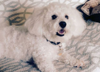 Пёс подключил кабельный канал для взрослых (ФОТО)