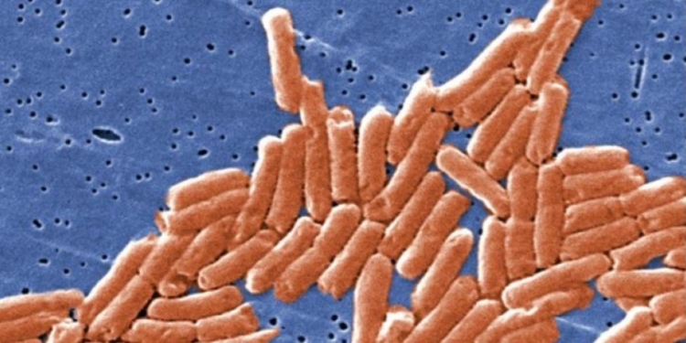 В Африке обнаружили новую супербактерию