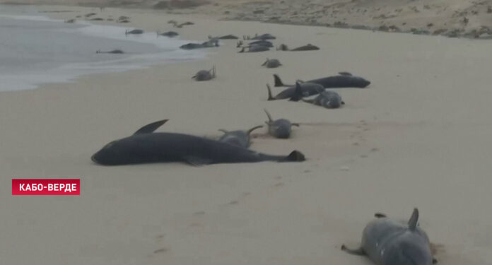 200 дельфинов выбросились  на берег на островах Кабо-Верде: десятки туристов и местных жителей пытались их спасти (ВИДЕО)