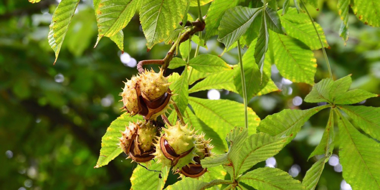 Конский каштан и рябина под угрозой исчезновения в Европе — отчет