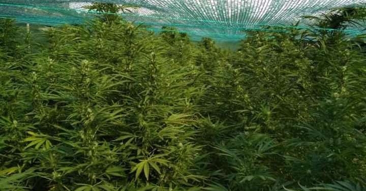 У жителя Вознесенского района нашли плантацию элитной конопли на миллион (ФОТО)