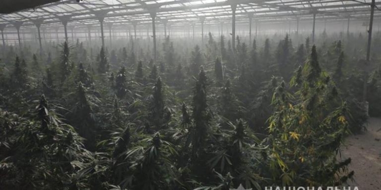 В Украине за сутки изъяли каннабиса на более чем 50 млн евро