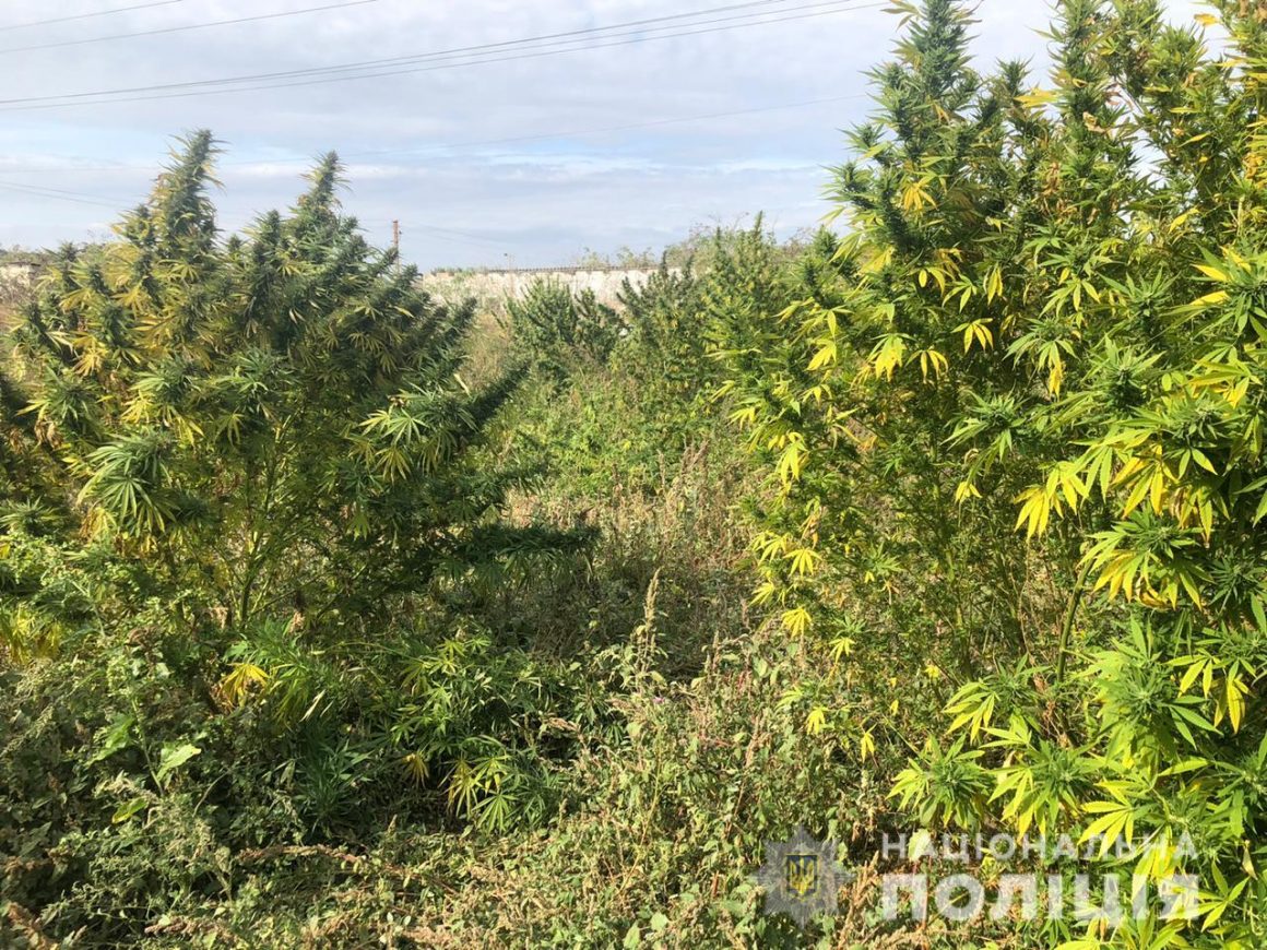 На Николаевщине мужчина вырастил 25 кустов конопли высотой более 3-х метров (ФОТО) 3