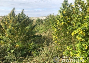 На Николаевщине мужчина вырастил 25 кустов конопли высотой более 3-х метров (ФОТО)
