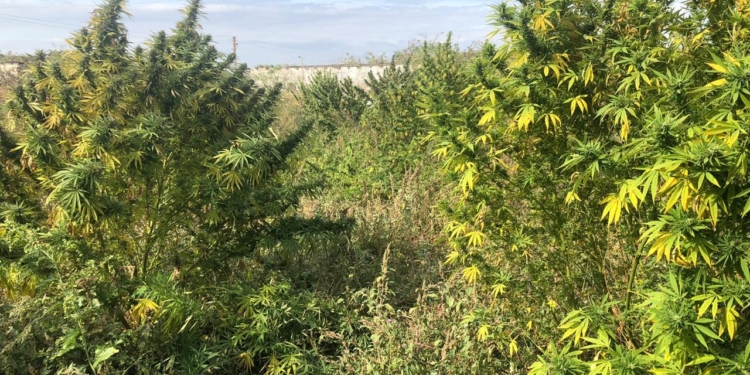 На Николаевщине мужчина вырастил 25 кустов конопли высотой более 3-х метров (ФОТО)