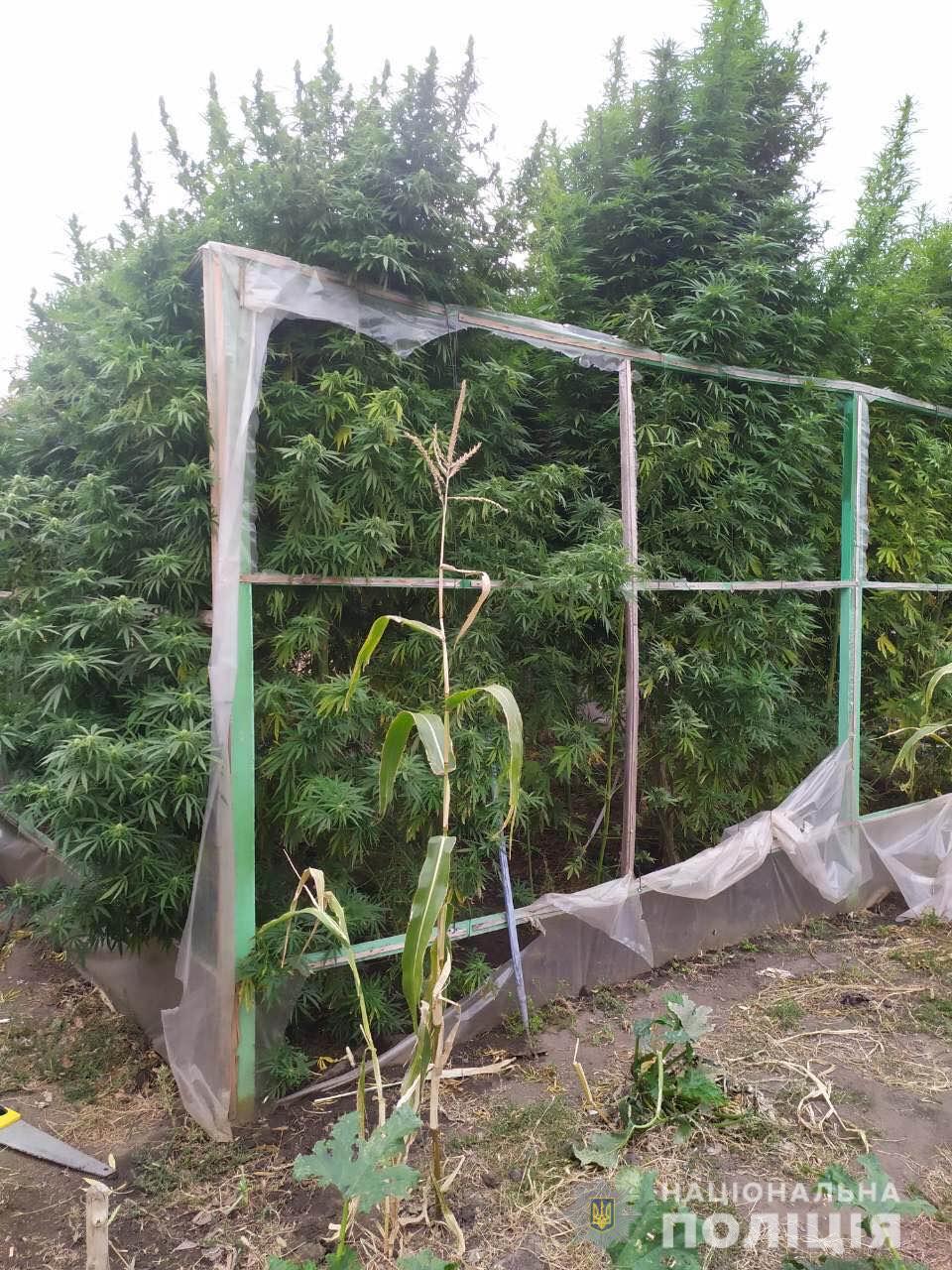 На Николаевщине мужчина вырастил 25 кустов конопли высотой более 3-х метров (ФОТО) 7