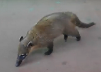 Носухи – для нас экзотика, а где-то дерзкие побирушки (ВИДЕО)