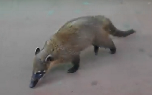 Носухи – для нас экзотика, а где-то дерзкие побирушки (ВИДЕО)