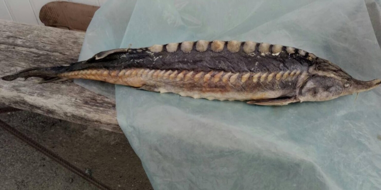 Николаевский рыбоохранный патруль обнаружил на рынке краснокнижную белугу