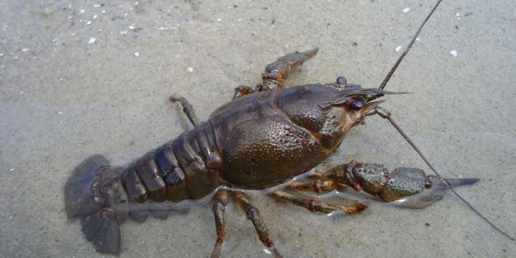 Рыбоохранный патруль на Николаевщине спас от браконьеров раков  (ФОТО, ВИДЕО)