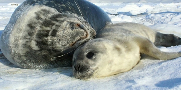 Украинские полярники просят придумать имя для тюлененка, которого они нашли (ФОТО)