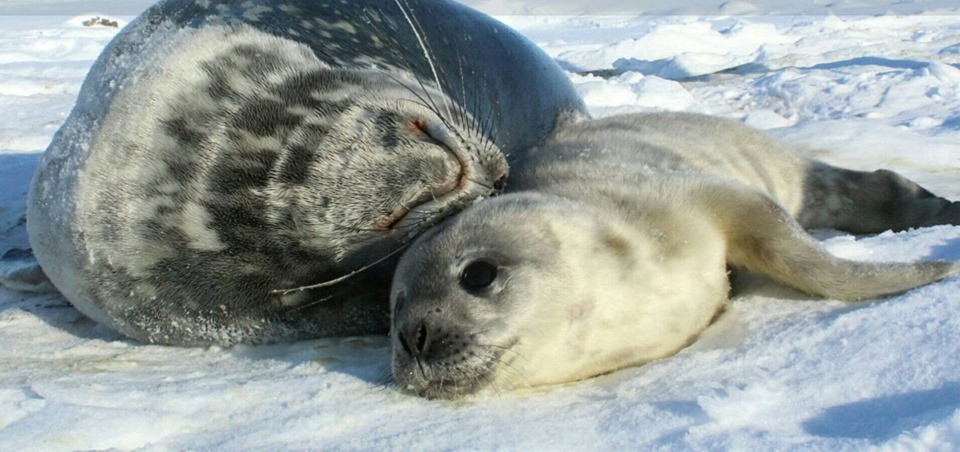 Украинские полярники просят придумать имя для тюлененка, которого они нашли (ФОТО) 1