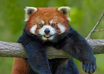 Видео дня: в США показали публике детеныша малой панды (ВИДЕО)