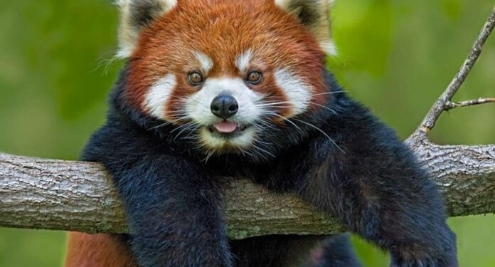 Видео дня: в США показали публике детеныша малой панды (ВИДЕО)