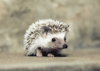 В Шотландии пилот остановил взлетающий самолет из-за ежика