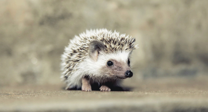 В Шотландии пилот остановил взлетающий самолет из-за ежика