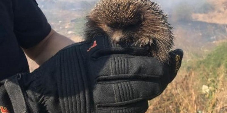 Смотрите, кто может оказаться в огне: николаевские спасатели при тушении пожара на открытой территории спасли ежика (ФОТО)