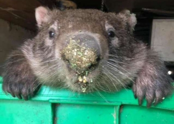 Когда спасенный становится разбойником и вором: вомбат, отпущенный в дикую природу, возвращается в приют, чтобы красть еду (ВИДЕО)