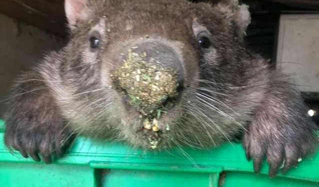 Когда спасенный становится разбойником и вором: вомбат, отпущенный в дикую природу, возвращается в приют, чтобы красть еду (ВИДЕО)