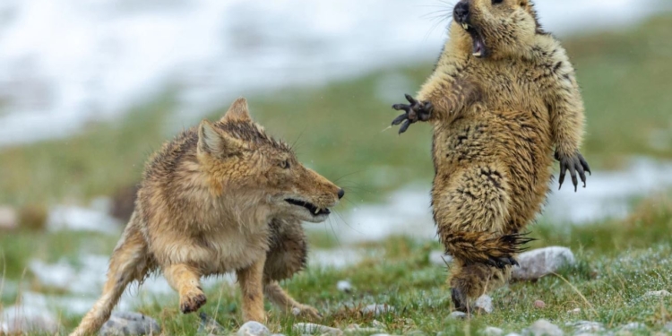 В жизни такого не увидишь. Лучшие фотографии дикой природы, победившие на мировом конкурсе (ФОТО)